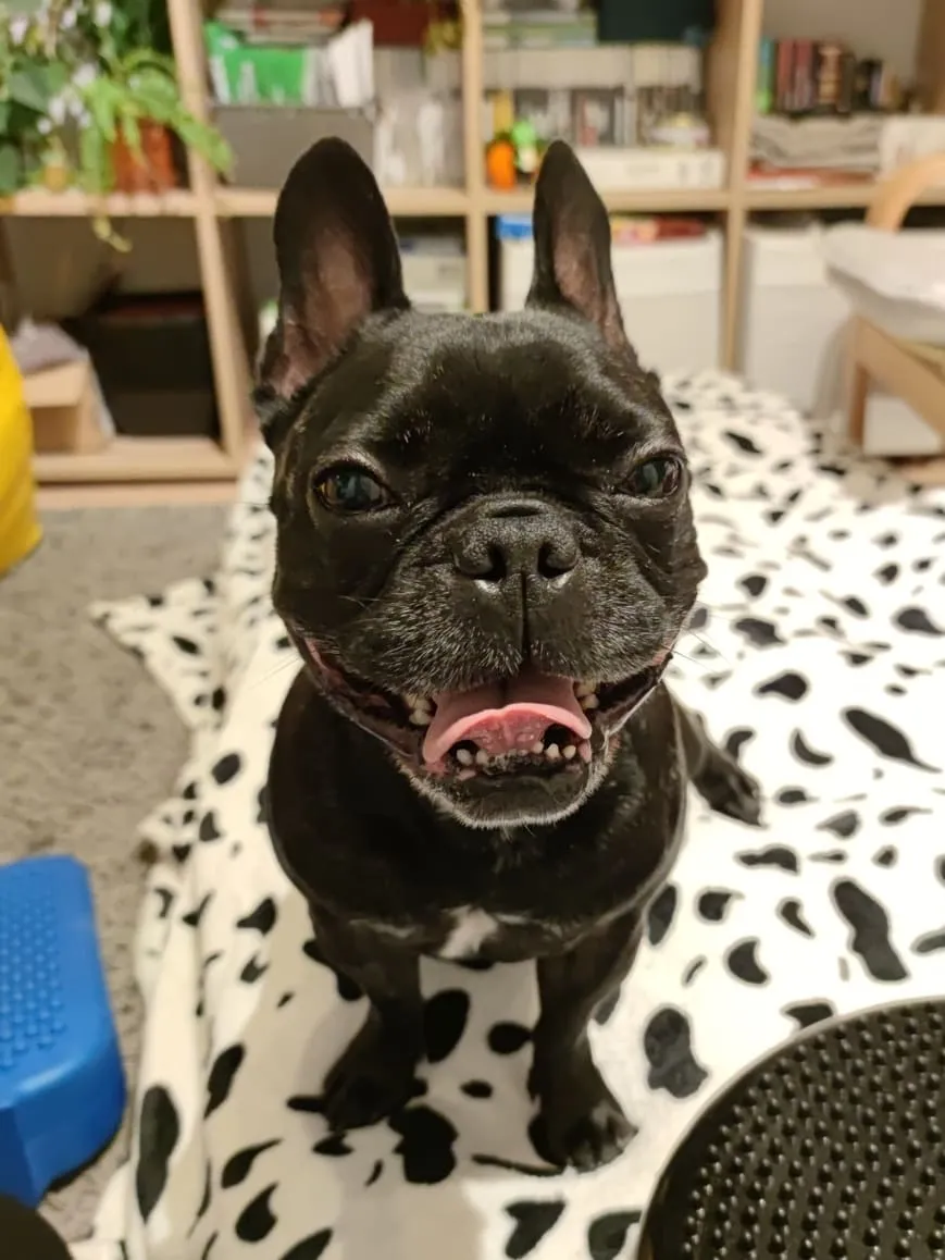 Kutyajó Fizió - Bruce