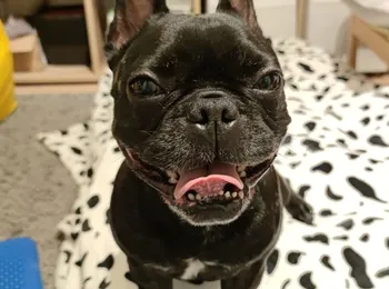 Kutyajó Fizió - Bruce